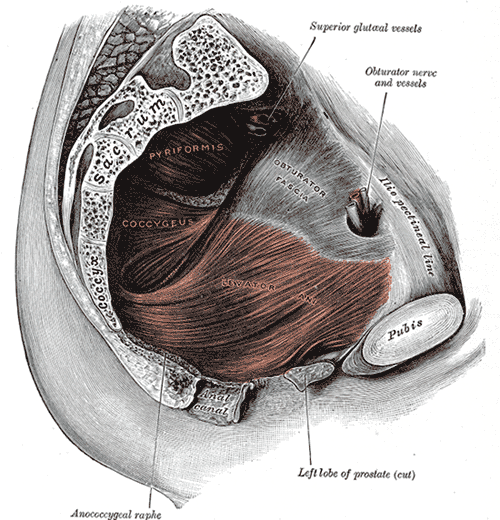 Levator Ani Syndrome