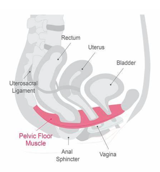 Image of the pelvic floor diagram.